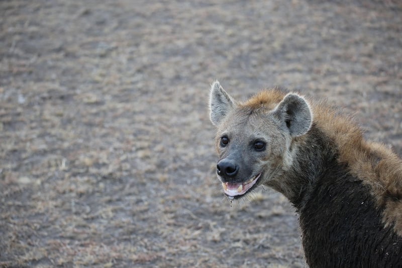 Maasai Mara, Kenya